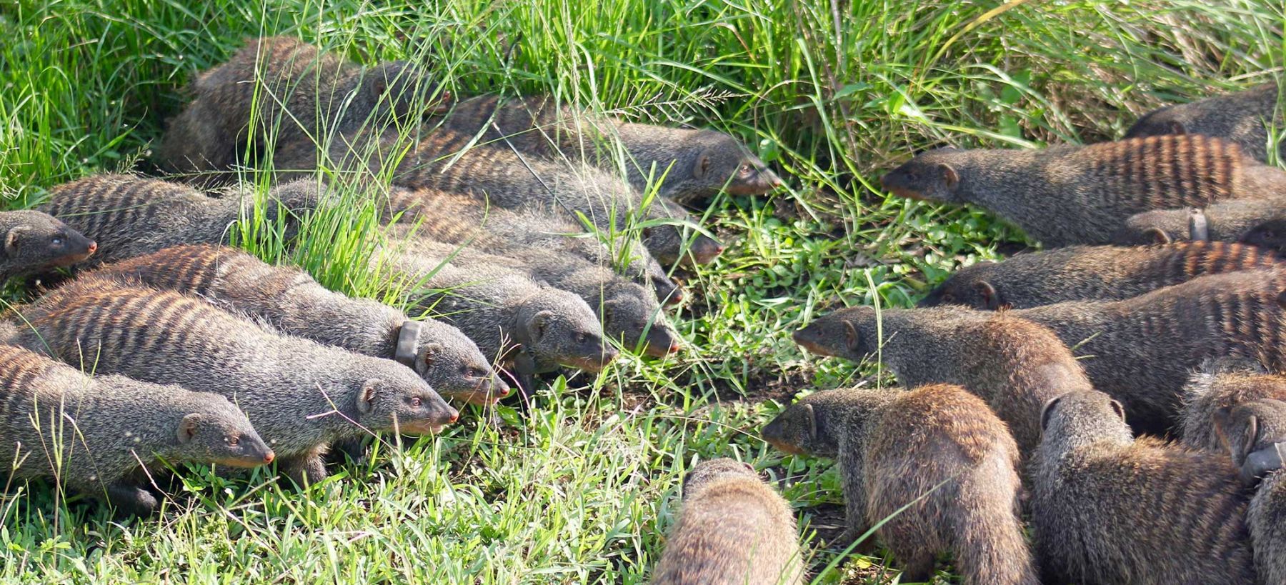 Banded mongoose contest. Credit: Dave Seager